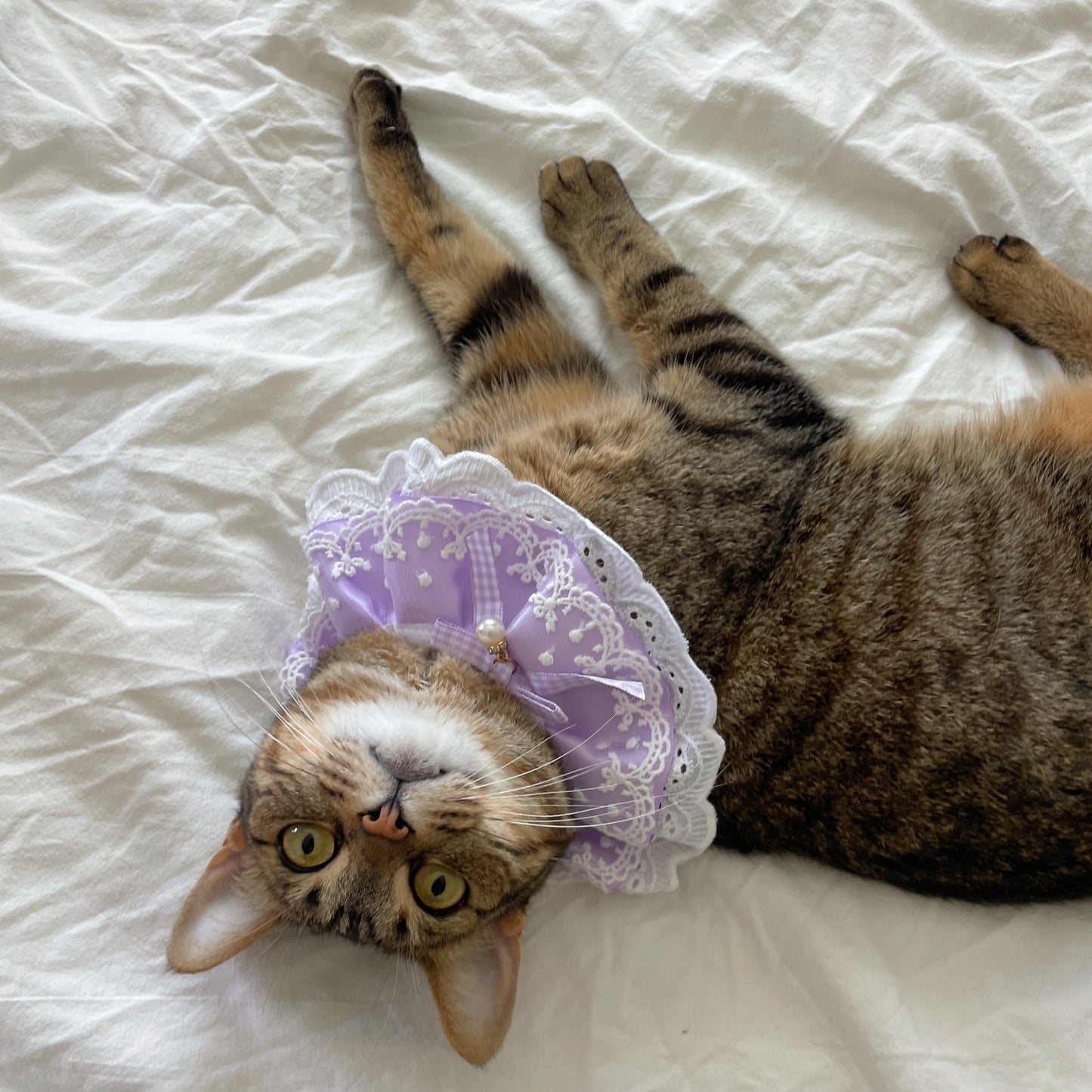 Purple Lace Ruffled Collar Accessory for Cats & Dogs - Lil Wild Pets