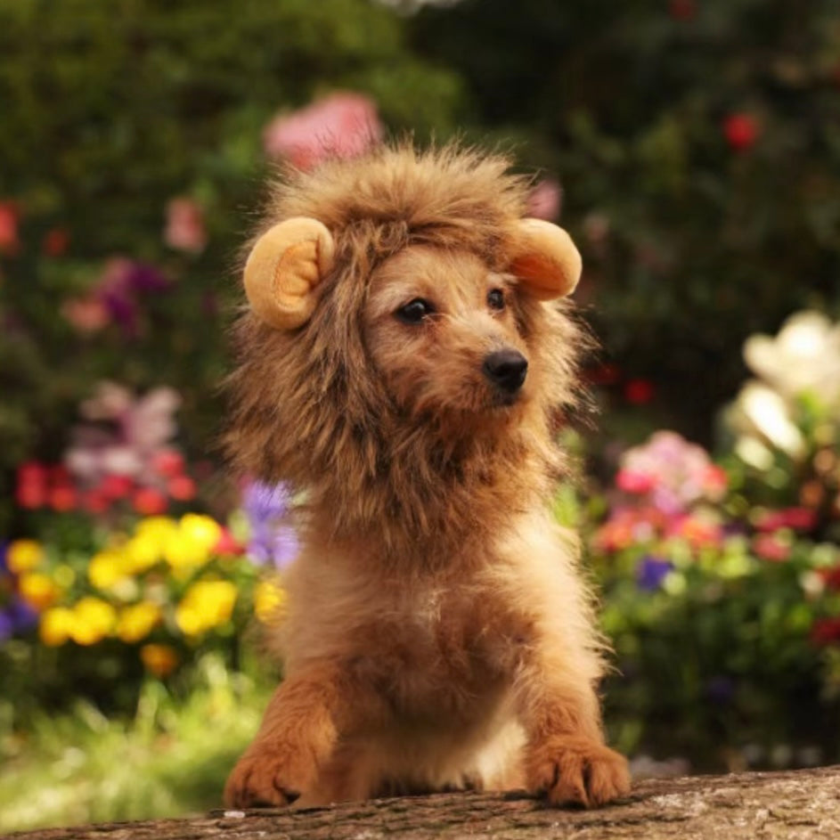 Pet Adjustable Hat for Cats and Dogs - Lion - Lil Wild Pets