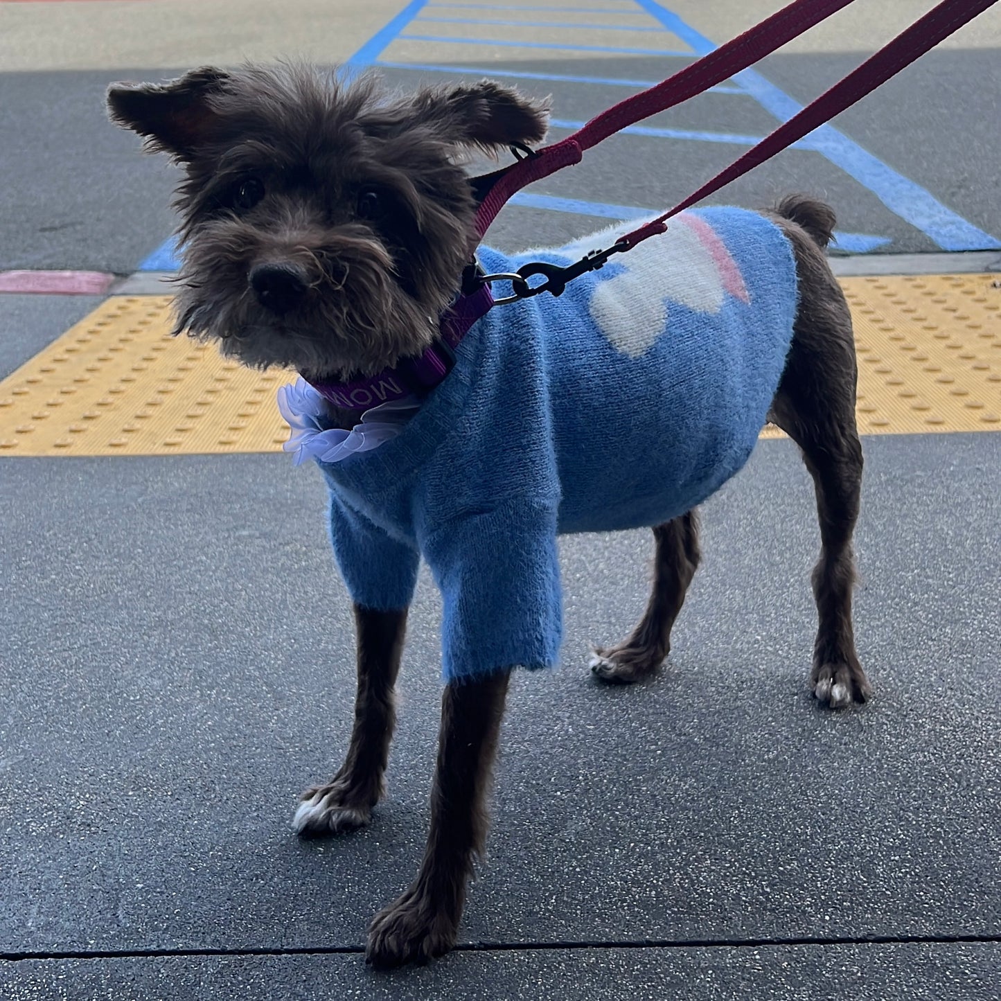 Blue Bunny Angora Sweater with Lace for Dogs and Cats - Lil Wild Pets