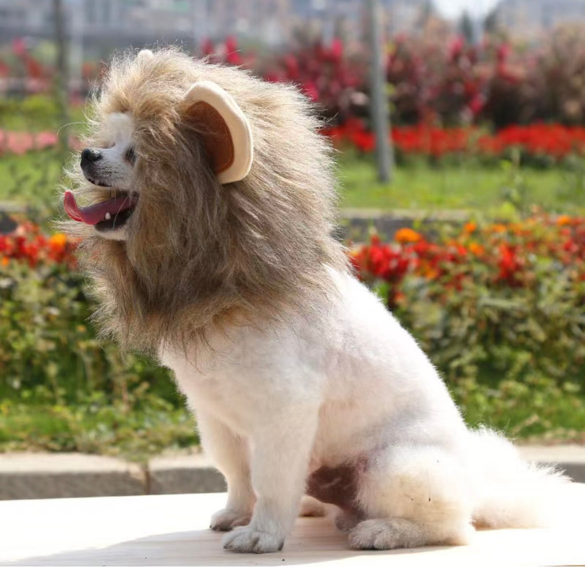 Pet Adjustable Hat for Cats and Dogs - Lion - Lil Wild Pets