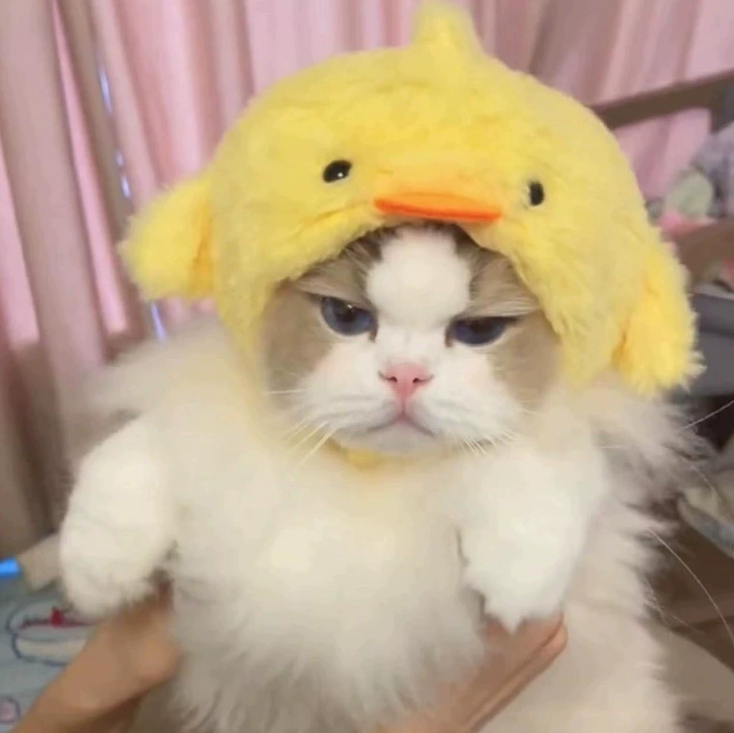 Pet Adjustable Hat for Cats and Dogs - Chick