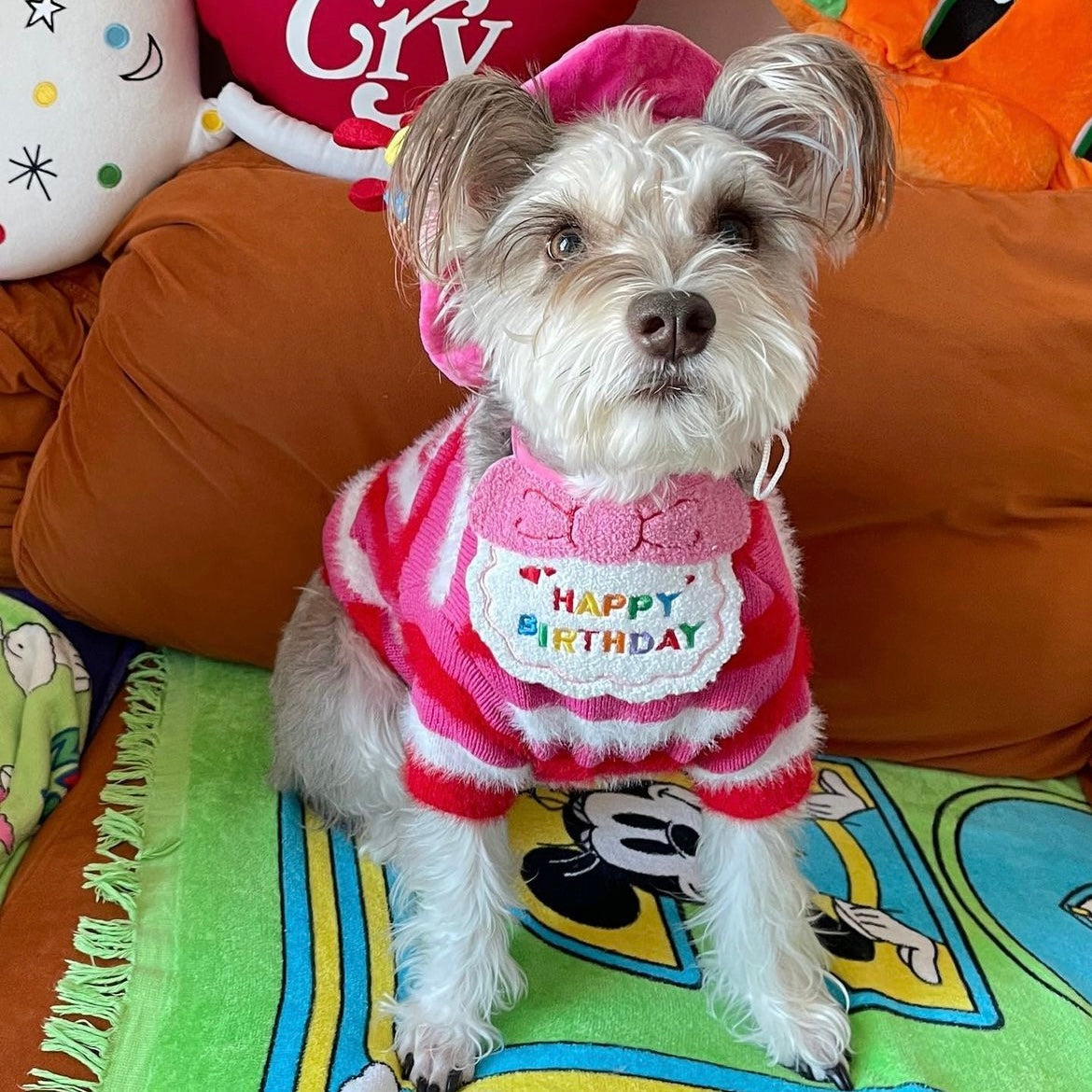 Birthday Celebration Pet Accessories for Cats and Dogs - Hat & Bib