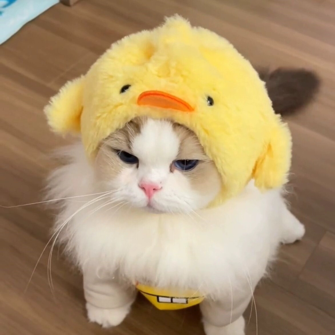 Pet Adjustable Hat for Cats and Dogs - Chick