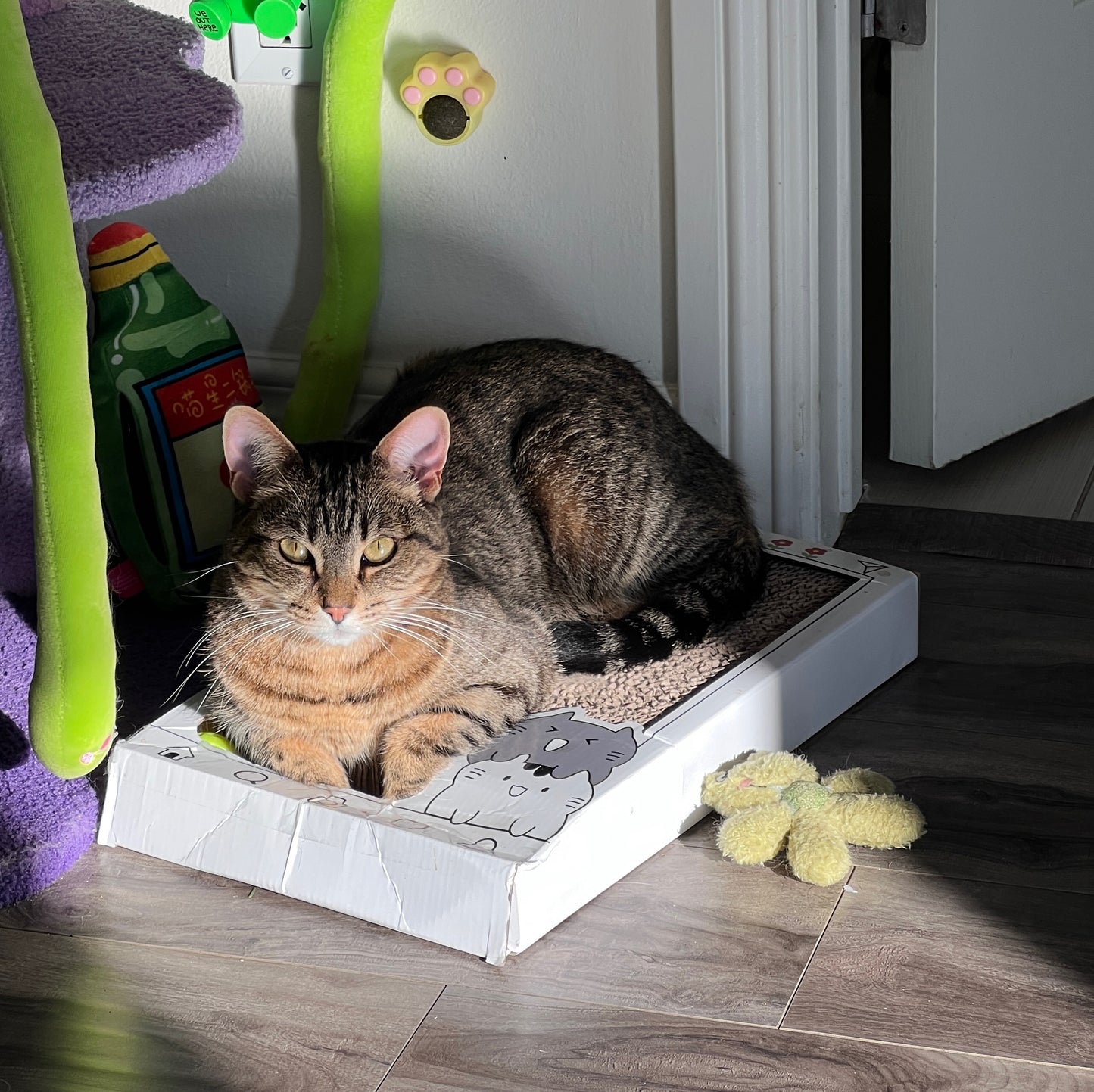 Instagram Cat Interactive Toy with Scratching Pad - Lil Wild Pets