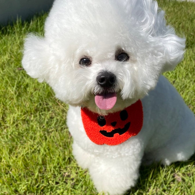 Pumpkin Halloween Pet Adjustable Bib for Cats and Dogs - Lil Wild Pets