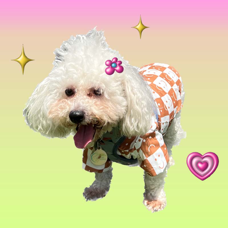 Brown Smily Face Checked Shirt for Cats and Dogs - Lil Wild Pets