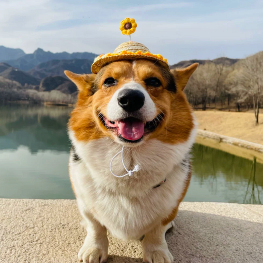 Pet Adjustable Sunflower Straw Hat