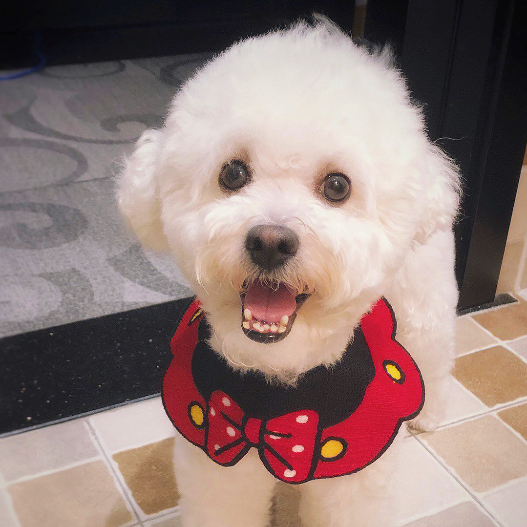 Minnie Cartoon Adjustable Accessory Collar for Cats and Dogs - Lil Wild Pets