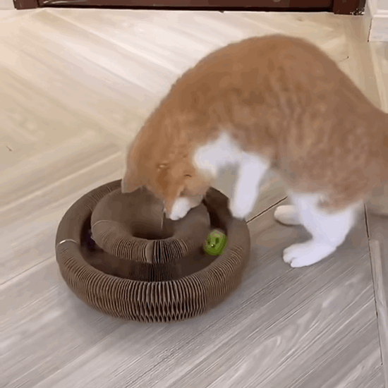 Cat Self-Play Foldable Donut Scratcher Tunnel Chaser Ball Toy - Lil Wild Pets