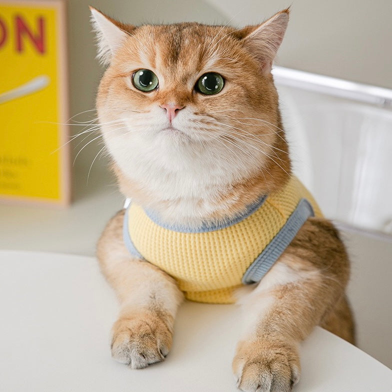 Summer Yellow Bear Vest for Cats and Dogs - Lil Wild Pets