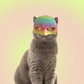 Lil Wild Pets Exclusive Batcat Hat for Cats and Dogs