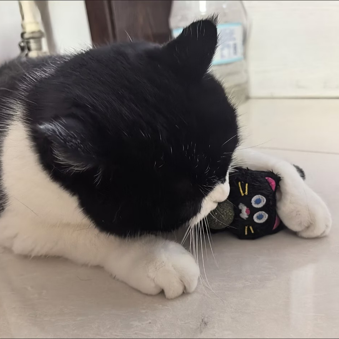 Catnip Ball Cuddle Black Cat Plush Toy