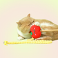 Catnip Apple Fuzzy Caterpillar Cat Teaser Wand Toy