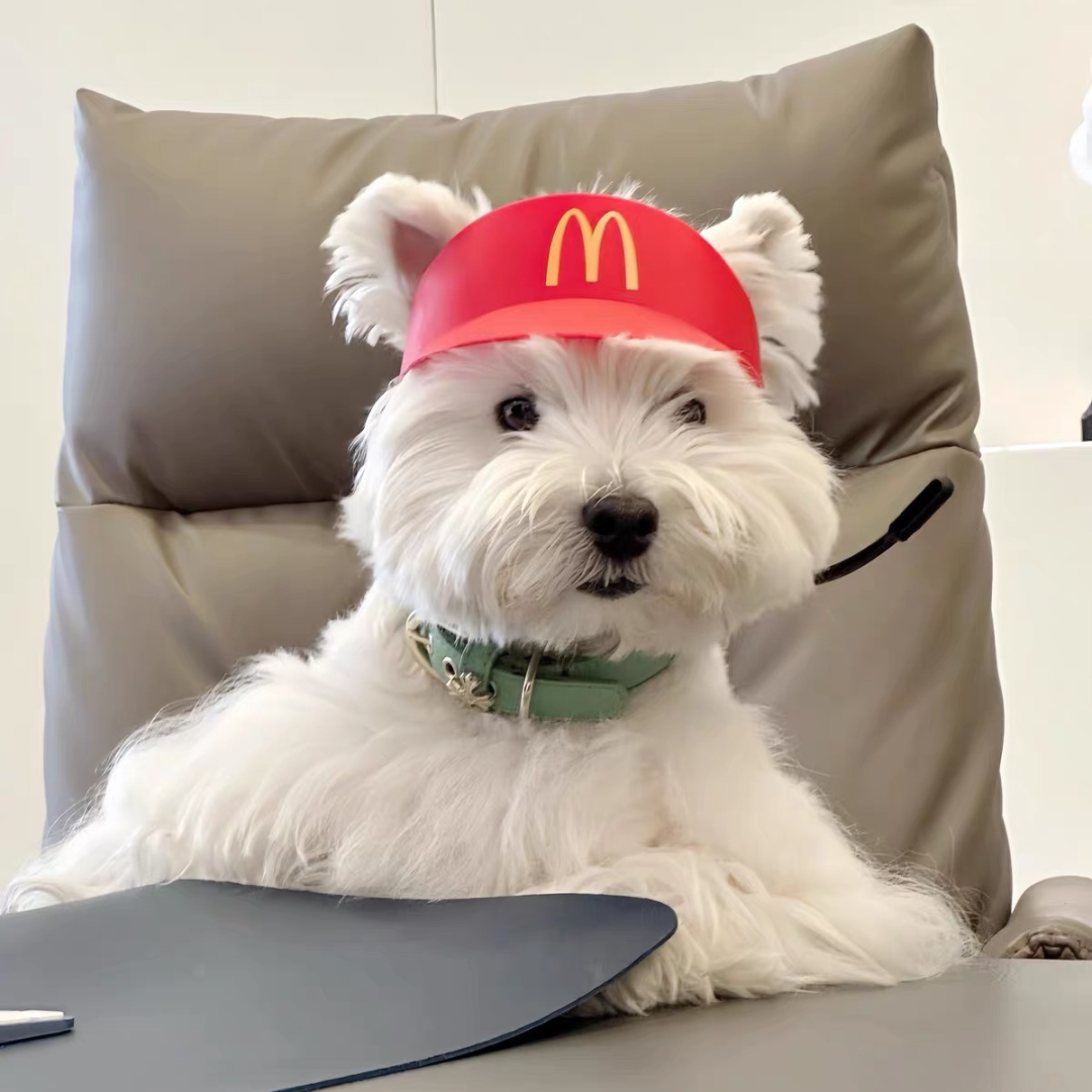 Halloween Fast Food Hat for Cats & Dogs