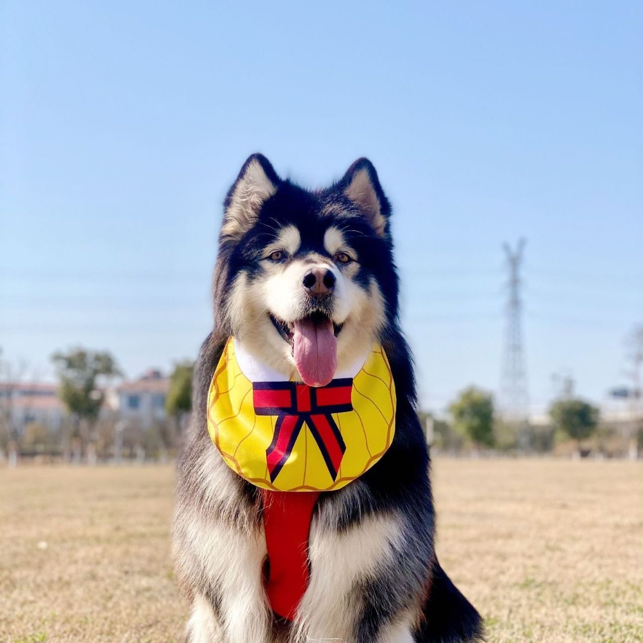 Dog drool online bandana