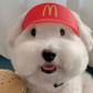 Halloween Fast Food Hat for Cats & Dogs