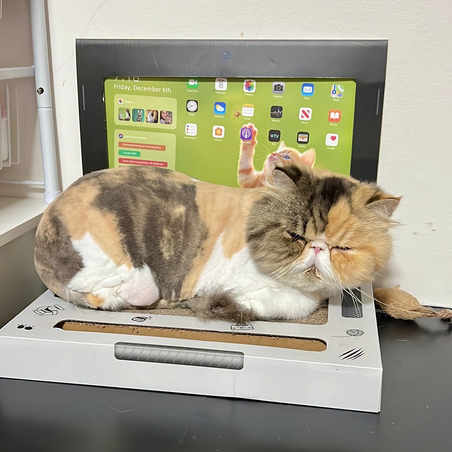 Cat Laptop Cardboard Scratcher