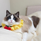 Handmade Knit Pink Cherry 🍒 Collar for Cats and Dogs