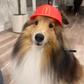 Halloween Fast Food Hat for Cats & Dogs