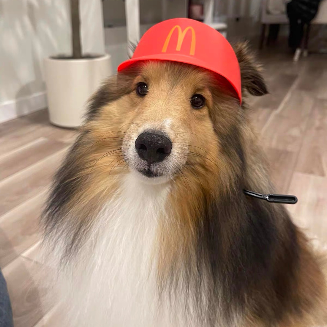 Halloween Fast Food Hat for Cats & Dogs