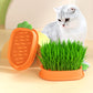 Organic Cat Grass Growing Kit with Carrot Soilless Hydroponic Planter