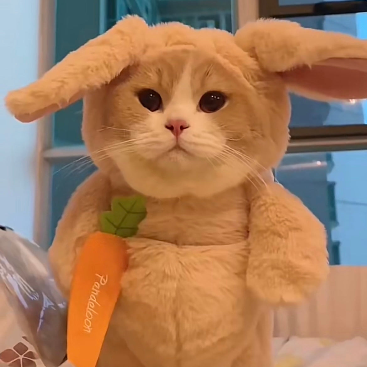 Bunny Costume with Carrot for Cats and Dogs - Lil Wild Pets