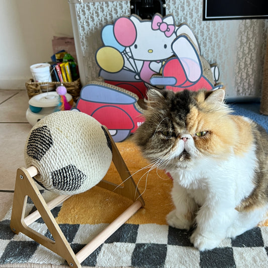 Cat Scratching Soccer Exercise Ball with Stable Stand