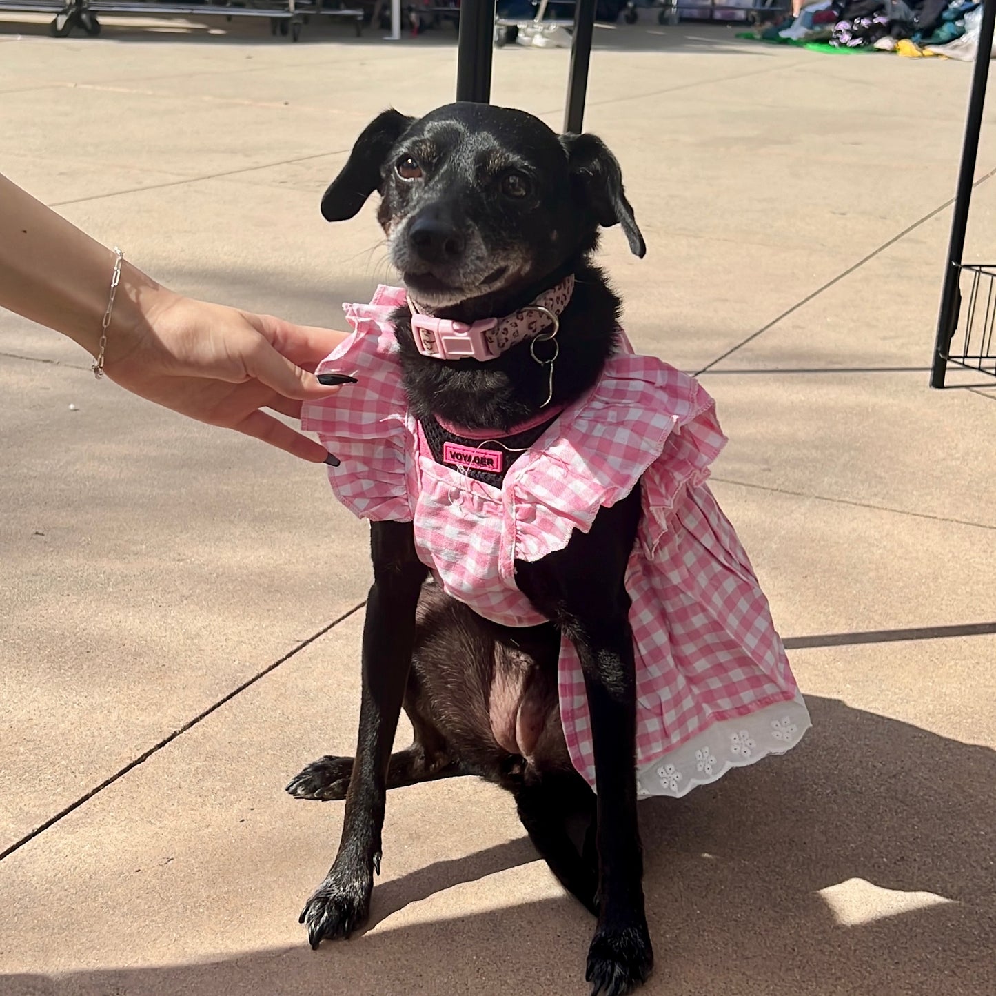 Pink Checkered Barbie Dress with Pink Bow for Cats and Dogs