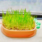 Organic Cat Grass Growing Kit with Carrot Soilless Hydroponic Planter - Lil Wild Pets