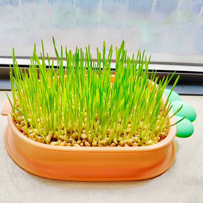 Organic Cat Grass Growing Kit with Carrot Soilless Hydroponic Planter - Lil Wild Pets