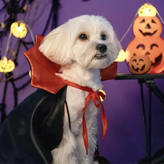 Vampire Devil Cape Halloween Pet Costume for Cats and Dogs