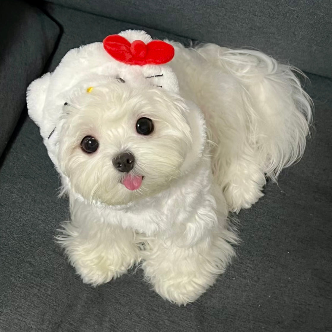Hello Kitty Sanrio Adjustable Pet Hat for Cats and Dogs