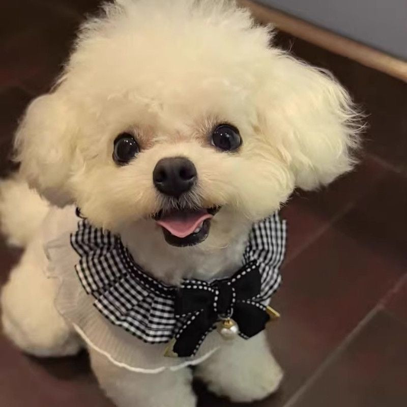 Pet Adjustable Elegant Lace Bow Collar for Cats and Dogs