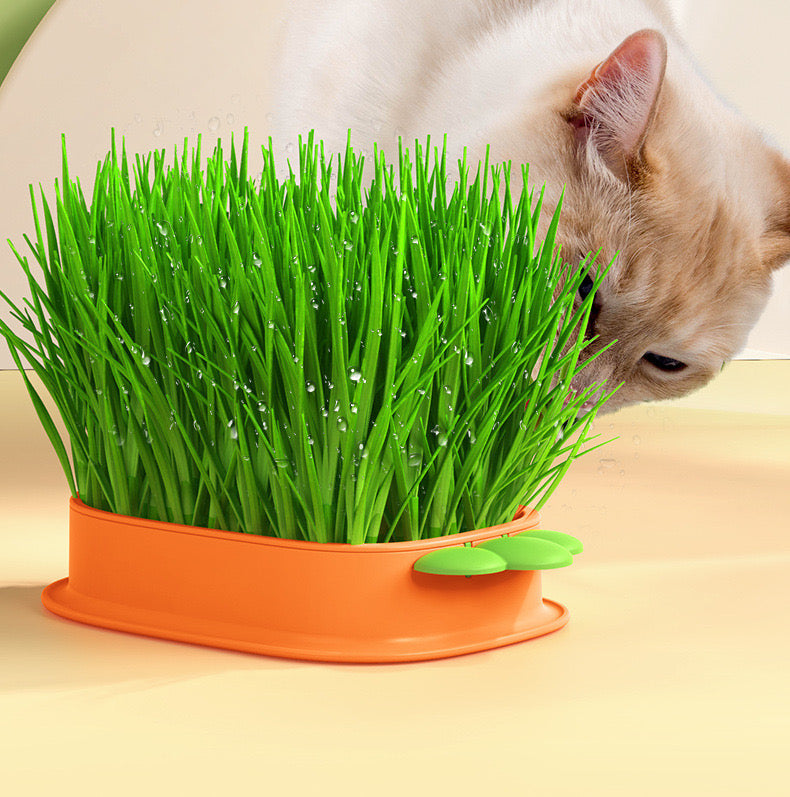 Organic Cat Grass Growing Kit with Carrot Soilless Hydroponic Planter