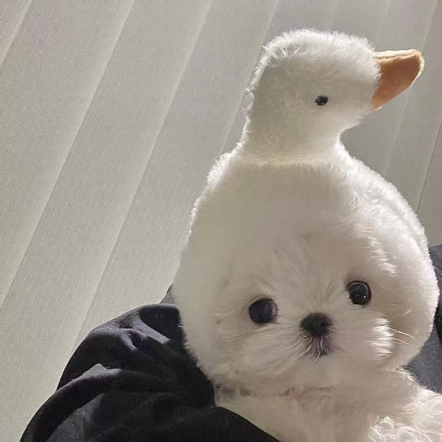 Halloween Pet Goose Hat for Cats & Small Dogs