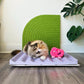 Plush Peach Crinkle Cat Toy with Catnip - Lil Wild Pets